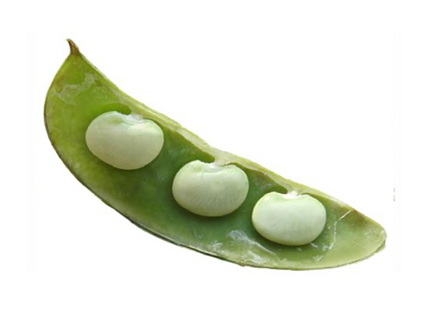 Lima Bean (Fordhook 242)