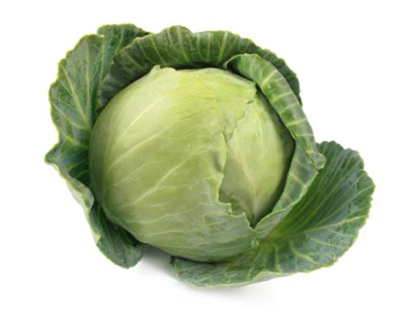 Cabbage (Early Jersey Wakefield)