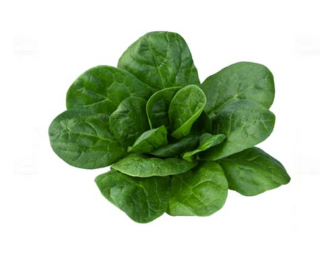 Spinach (Nobel Giant)