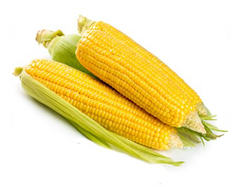 Sweet Corn (Golden Bantam)